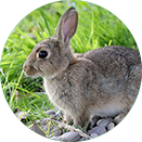 ������Ϸ��(�й���)�ٷ���վ -APP����